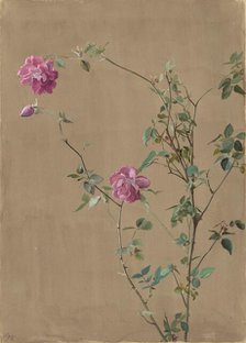 Pink Roses, 1875. Creator: Fidelia Bridges.