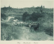 The bullock team. From the album: Camera Pictures of New Zealand, 1920s. Creator: Harry Moult.