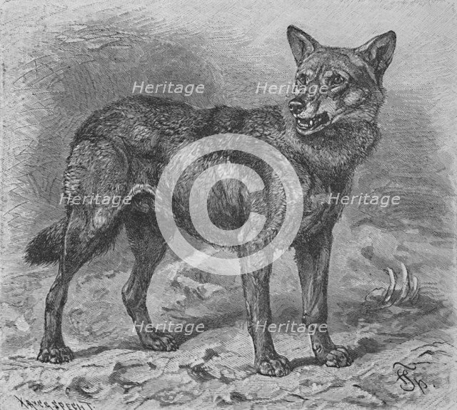 'The Wolf', c1900. Artist: Helena J. Maguire.