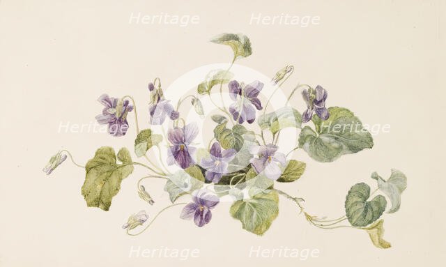 Violets, c1875. Creator: Gerardina Jacoba van de Sande Bakhuyzen.