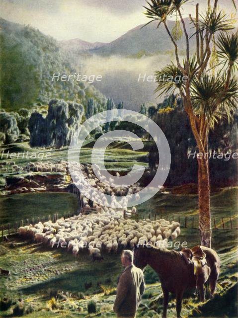 'Amid the Beauties of New Zealand's Sheep Farms', c1948. Creator: Unknown.