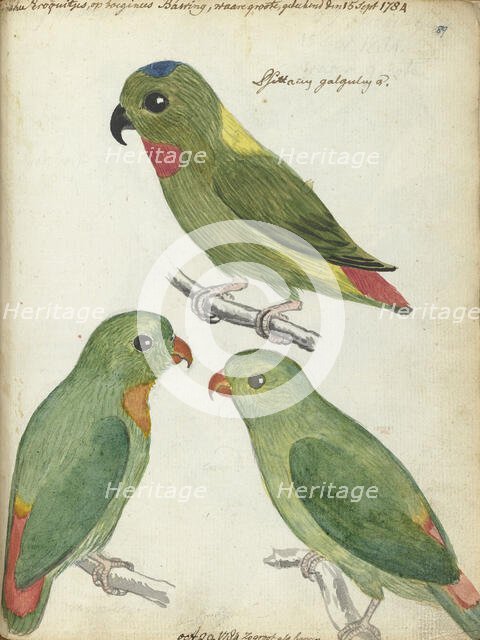 Indonesian parakeets, 1784. Creator: Jan Brandes.