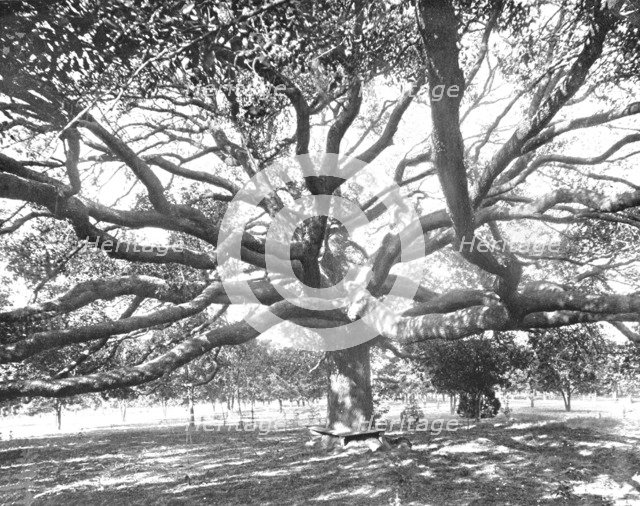 Mammoth Live Oak, near Jacksonville, Florida, USA, c1900. Creator: Unknown.