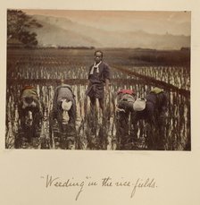 Weeding in the rice fields, about 1873-1883. Creator: Shinichi Suzuki I.