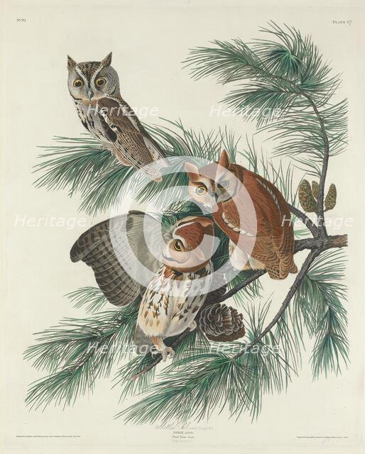 Mottled Owl, 1830. Creator: Robert Havell.