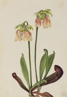 Hybrid Pitcherplant (Sarracenia minor x psittacina), 1930. Creator: Mary Vaux Walcott.