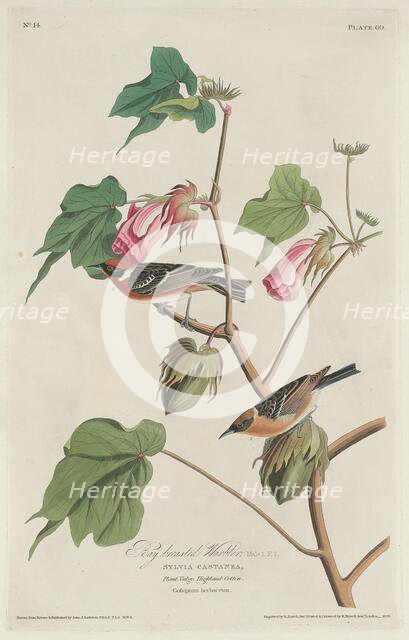 Bay-breasted Warbler, 1829. Creator: Robert Havell.