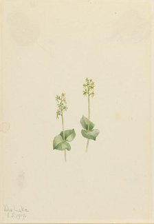 Rocky Mountain Twayblade (Ophrys necrophylla), 1919. Creator: Mary Vaux Walcott.