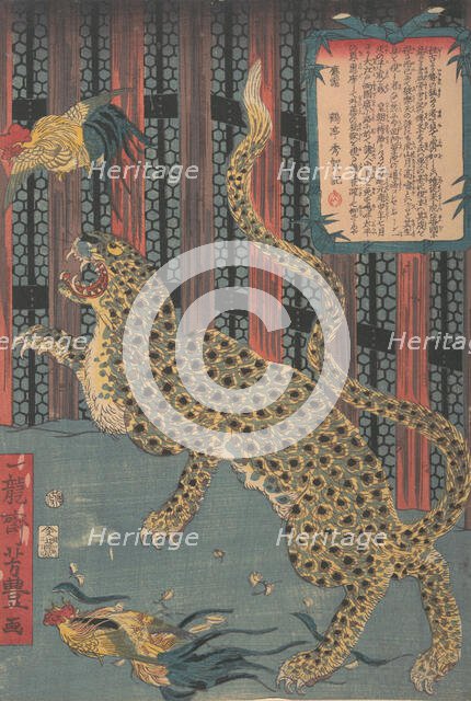 Tiger in a Cage, 7th month, 1860. Creator: Ichiryusai Yoshitoyo.