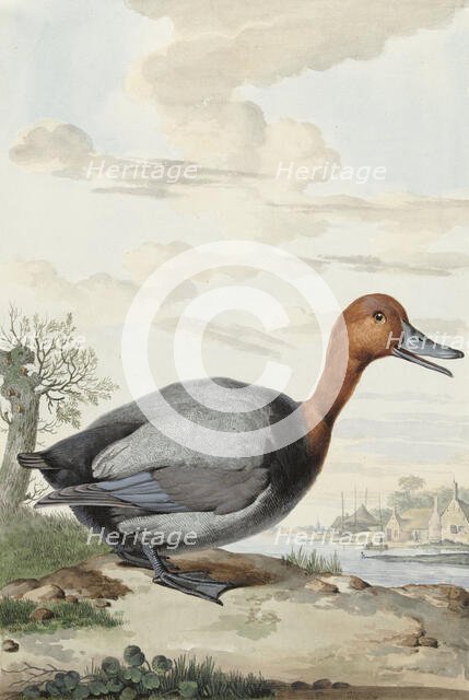 Pochard, 1777. Creator: Jabes Heenck.