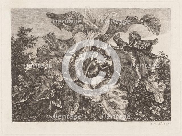 Plant Study with Burdock, c. 1820?. Creator: Carl Wilhelm Kolbe the elder.