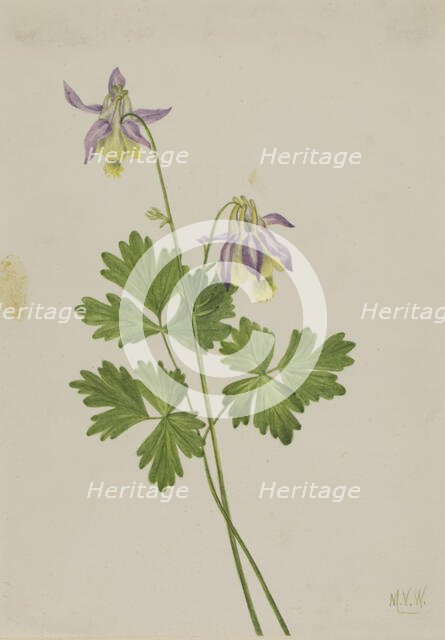 Shortspur Columbine (Aquilegia brevistyla), 1907. Creator: Mary Vaux Walcott.
