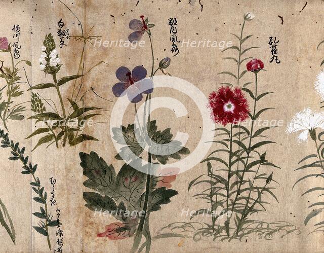 Four flowering plants, one possibly a pink (Dianthus species) and one a Geranium species, 1870. Creator: Unknown.