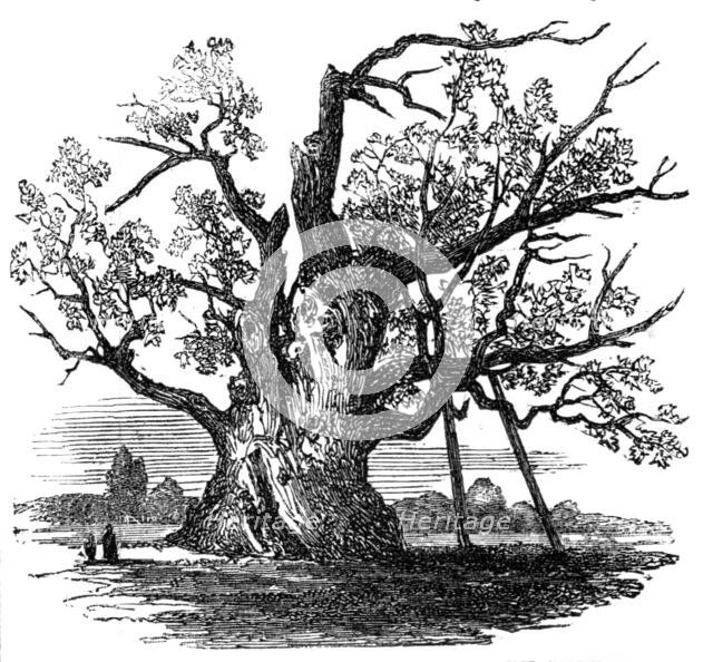The Cowthorpe Oak, near Wetherby, York, 1857. Creator: Unknown.