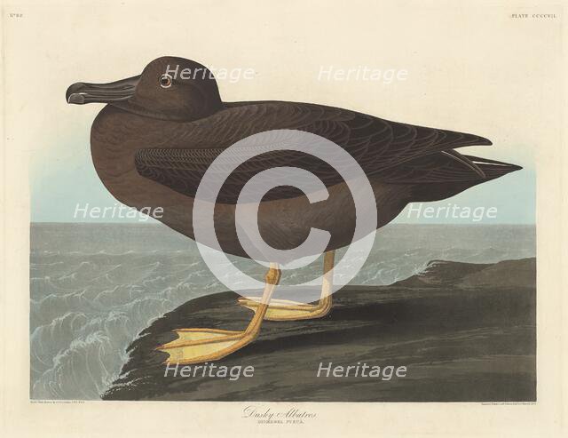 Dusky Albatros, 1838. Creator: Robert Havell.