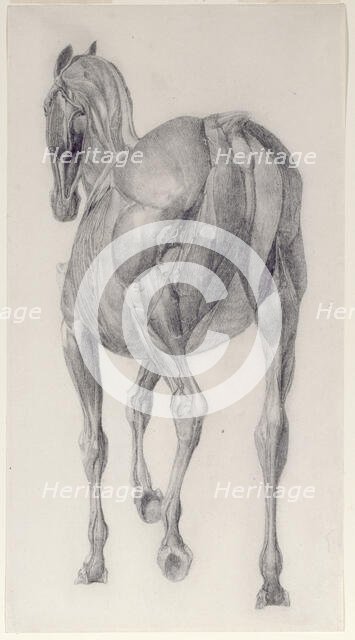 Finished study for 'The Thirteenth Anatomical Table of the Muscles ... of the Horse', 1756. Creator: George Stubbs.