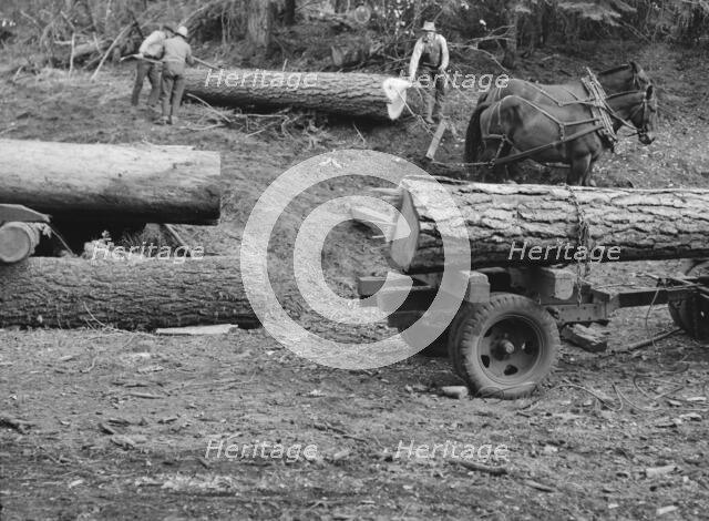 Members of Ola self-help sawmill co-op rolling white fir log..., Gem County, Idaho, 1939. Creator: Dorothea Lange.
