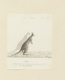 Macropus sp. (Kangaroo), 1788. Creator: John Hunter.