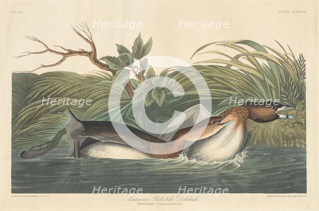 American Pied-Bill Dobchick, 1835. Creator: Robert Havell.