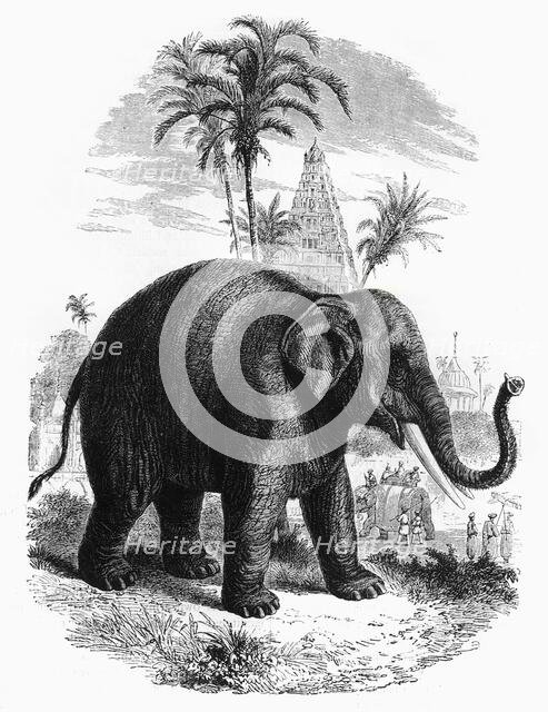 'The Elephant of India', c1891. Creator: James Grant.