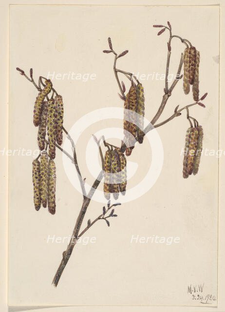 Hazel Alder (Alnus regosa), 1920. Creator: Mary Vaux Walcott.