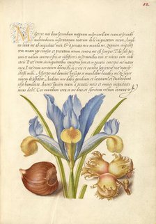 Spanish Chestnut, English Iris, and European Filbert, 1561-1562; illumination added 1591-1596. Creator: Joris Hoefnagel.