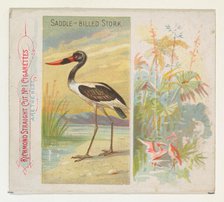 Saddle-Billed Stork, from Birds of the Tropics series (N38) for Allen & Ginter Cigarettes,..., 1889. Creator: Allen & Ginter.