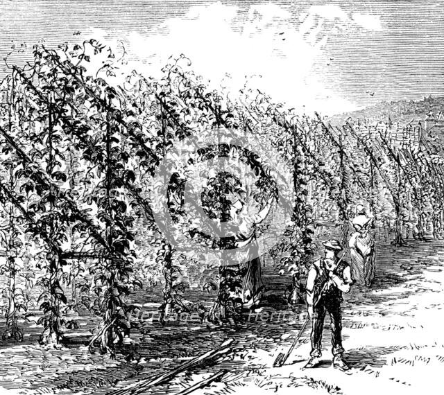 Hop-growing on the vinery principle, 1873. Creator: Unknown.