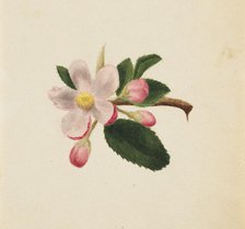 (Untitled--Flower Study), ca. 1876. Creator: Mary Vaux Walcott.