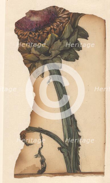 Sunflower (snippet), 1887-1924. Creator: Julie de Graag.