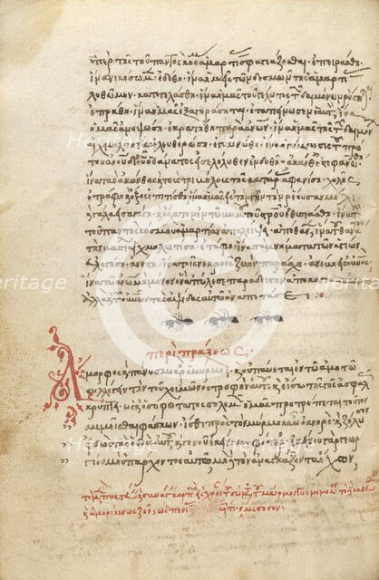 Three Ants, 1510-1520. Creator: Unknown.