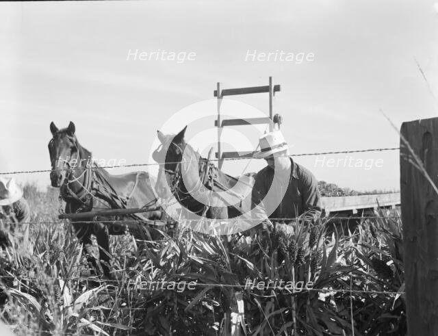Harvesting milo maize, Tulare County, California, 1938. Creator: Dorothea Lange.
