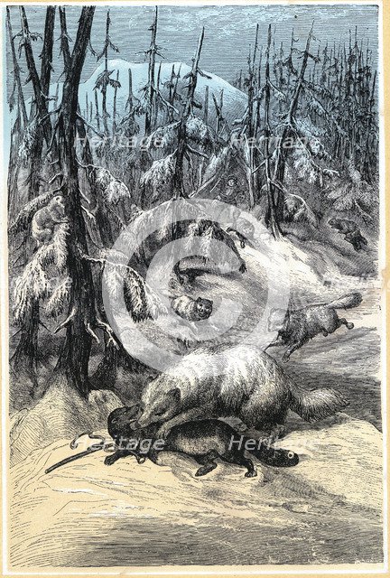Arctic Fox attacking trapped Sable, 1874. Artist: Unknown