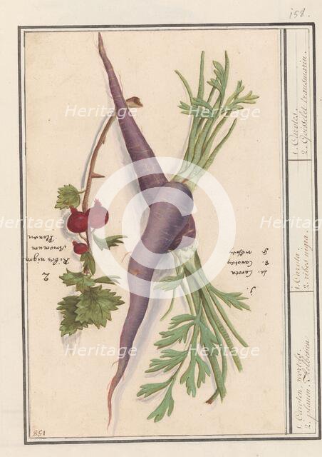 Carrot (Daucus carota) and red currant (Ribes rubrum), 1596-1610. Creators: Anselmus de Boodt, Elias Verhulst.