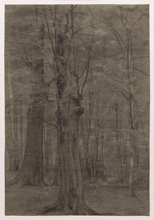 Trees. Creator: Leopold Bode (German, 1831-1906).