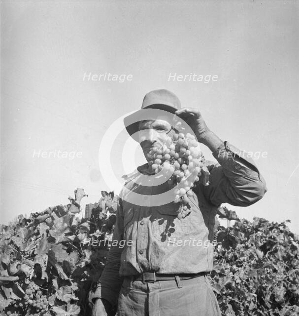 Grapes grown in Kern County, California, 1936. Creator: Dorothea Lange.