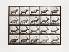 Elk, Plate 692 from Animal Locomotion, 1887 (photograph)