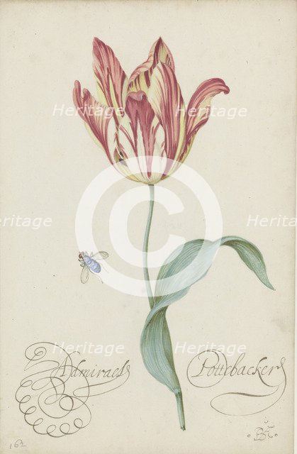 Study of a tulip (Admiral Pottebacker) and a fly, 1620-1629.