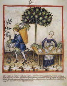 Leeks, 14th century.  Creator: Unknown.