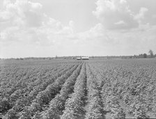 Delta plantation landscape south of Wilson, Arkansas, 1938. Creator: Dorothea Lange.