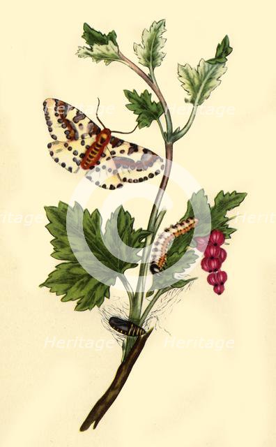 'Magpie or Currant Moth: Phalaena grossulariata', 1813, (1945).  Creator: Edward Donovan.