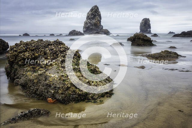 What Does a Starfish Dream Of. Creator: Joshua Johnston.