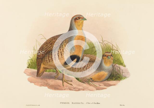 Perdix barbata (Daurian Partridge). Creators: John Gould, Henry Constantine Richter.