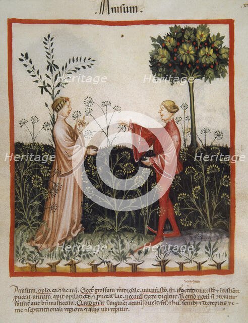 Anise,14th century.  Creator: Unknown.