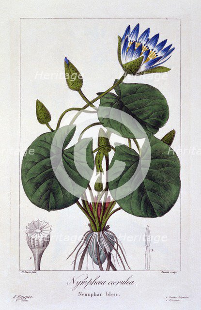 Nymphaea caerulea, pub. 1836. Creator: Panacre Bessa (1772-1846).