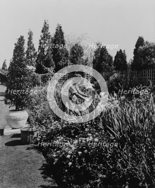 Gardener tending floral border, posed to...Rudyard Kipling's poem The Glory of the Garden, 1917. Creator: Frances Benjamin Johnston.
