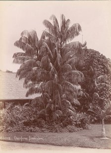 Botanical Garden, 1860s-70s. Creator: Unknown.