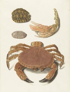 A crab, pincers, and two turtle shells, 1726-1779. Creator: Johann Gustav Hoch.