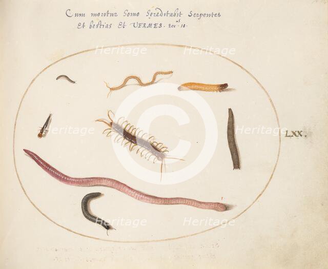 Animalia Qvadrvpedia et Reptilia (Terra): Plate LXX, c. 1575/1580. Creator: Joris Hoefnagel.