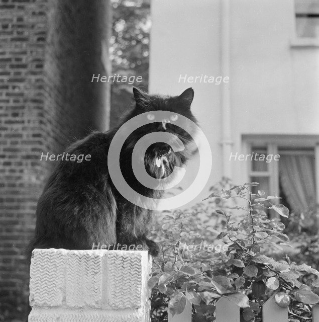 Black British longhair cat sitting on a white brick wall, Pond Square, Highgate, London, 1969. Artist: John Gay.
